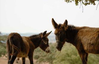 Herdade Vale de Cabras - Foto 23