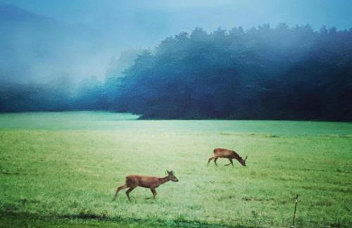 Cottage in Les Eyzies-De-Tayac-Sireuil with pool - Photo 26