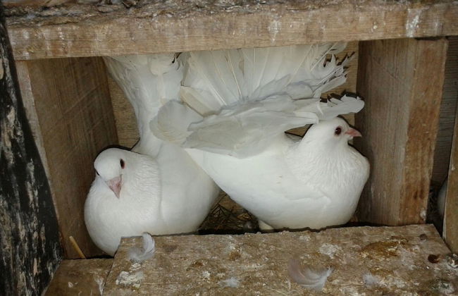 Casa Rural la Vallejera - Photo 33