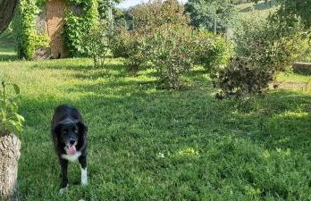 F2 Les Figuiers proche Ajaccio - Foto 9