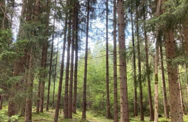 Ferienwohnung "Auszeit" - Photo 40