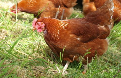 Incheoch Farm Granary - Foto 25