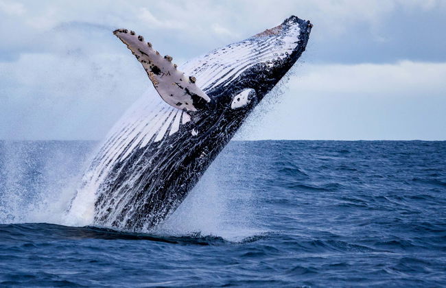 Boston Whale Watching Cruise - Foto 8