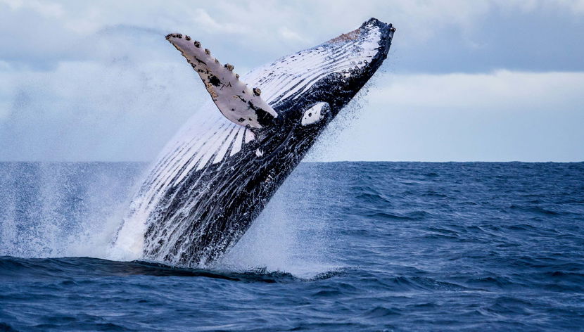 Miches Whale Watching