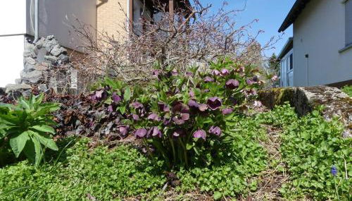 Ferienwohnung Schanbacher - Foto 4, Garden