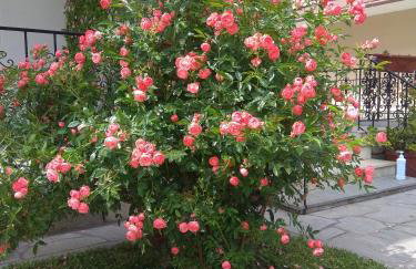 Stefanie's Rooms - Photo 36