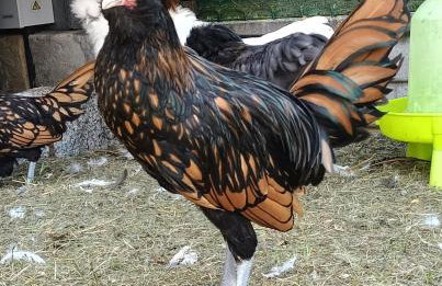 Letnia Oaza "Akacja" - Foto 35