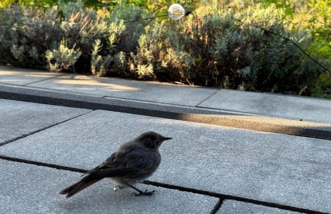 Enchanted Hill House of the Beskids - Foto 11