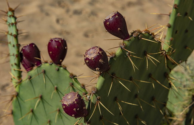 Menada Dune Residence Apartments - Foto 34