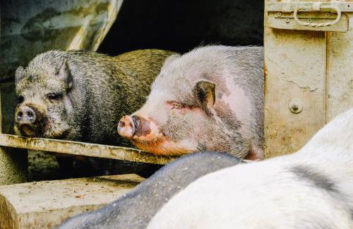 AGRITURISMO CA' FENILE - Foto 37