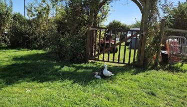 Puddle Duck Peeps Out Chalet - Foto 4