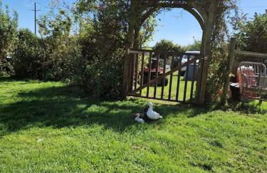 Puddle Duck Peeps Out Chalet - Foto 4