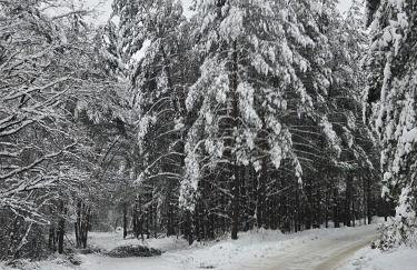 DOMKI POD DĘBAMI , Radawa - Foto 31