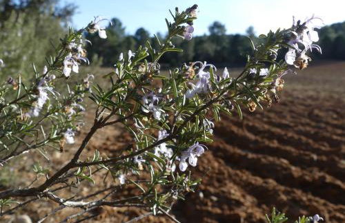 El Rodenal Casa Rural - Foto 34
