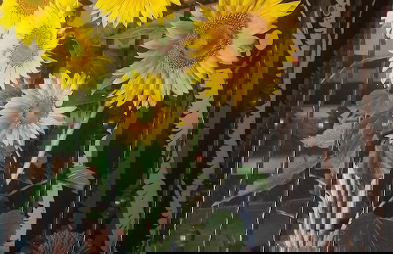 Casa Urrutia - Foto 15