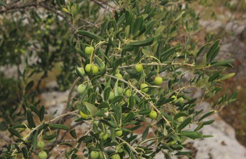 Secluded fisherman's cottage Cove Ladjin - Landjin, Pasman - 8500 - Photo 12