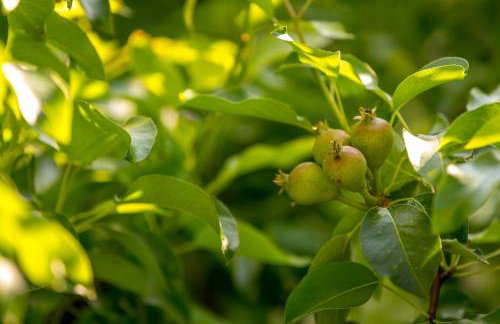 Lemon Tree Cottage at Terrus Winery - Foto 10