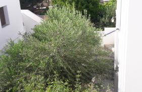 Thalia Apartment - Photo 20