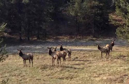 Delightful Bed and Breakfast Getaway in Nez Perce National Forest, Idaho - Foto 12