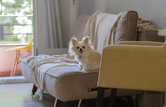 Açores Flat Design - Foto 24