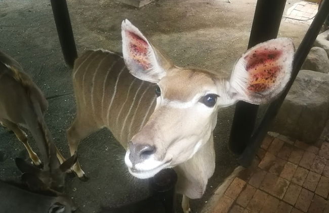 Kruger Kumba - Lahlekile Nathi - Photo 47