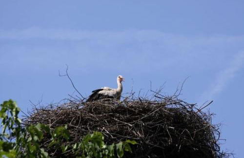 Buchbinderhof in Uckermark - Photo 19