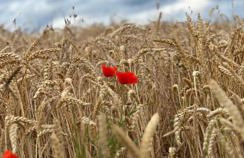 FeWo-KaRitz - Foto 6