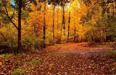 Aurum Apartment - Foto 24