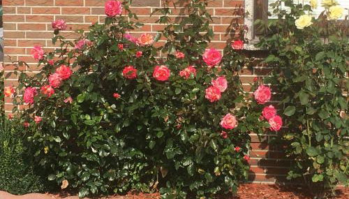 Haus Sabine - Foto 2, Garden