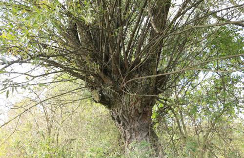 Agroturystyka Żuławiaczek - Foto 39