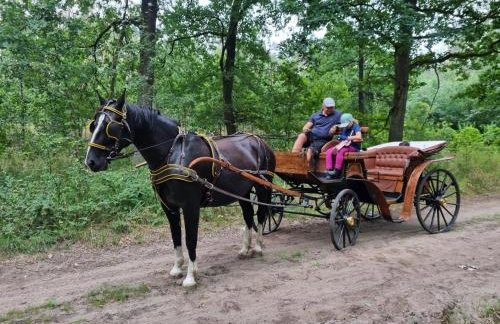 Vigor Horses - Foto 70