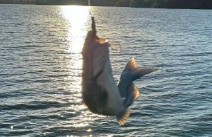 Modern Couples Retreat , Lakefront, Private Dock - Foto 7