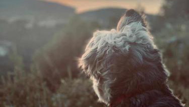 Apartments Kiro - Foto 5