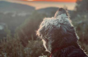 Apartments Kiro - Foto 5