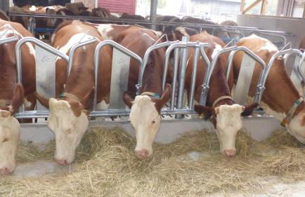 Ferienbauernhof Storchenhäusle - Foto 34