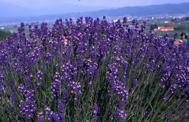 Tsuru Apartments - Foto 45