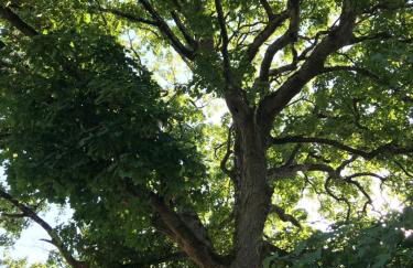 Hollybush Lodges - Foto 41