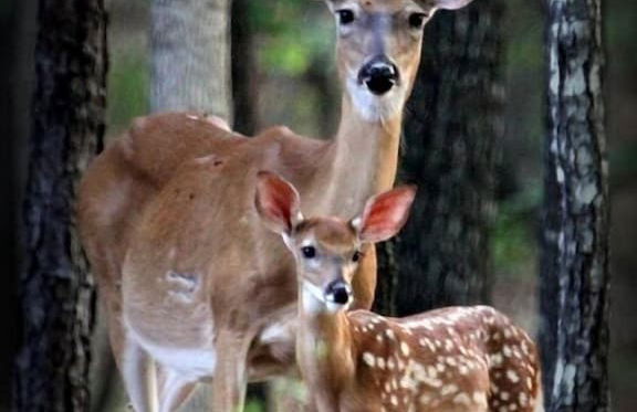 Lake Forest Luxury Log Cabins - Foto 37