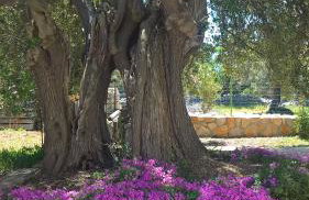 Apartments Krušvina - Foto 68