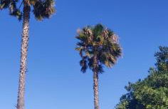 Palm House - Foto 20