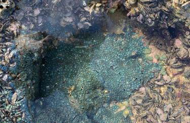 Casa Alto da Barra de São Miguel, um paraíso - Foto 71