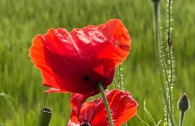 W Kręgu Natury - Foto 34