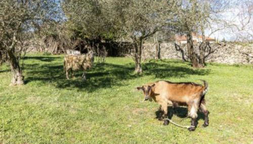 Kavran Relax home - Foto 4