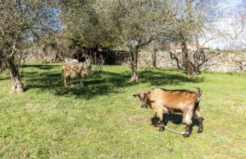 Kavran Relax home - Foto 4