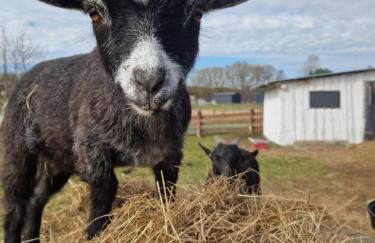 Ranczo KUFLANDIA Średnia Huta - Photo 24