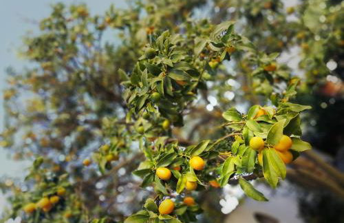 A casa di Iole - Foto 9