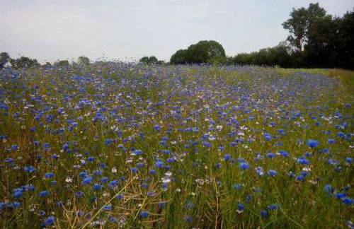 Erholung auf dem Land zwischen Ostsee und Schlei - Foto 25