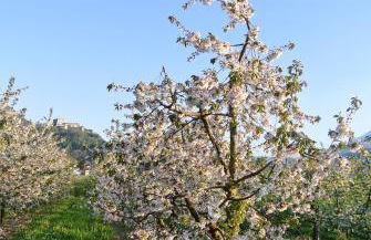 Agriturismo Bortolotti - Foto 36