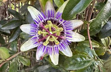 Olive holiday home - Photo 43