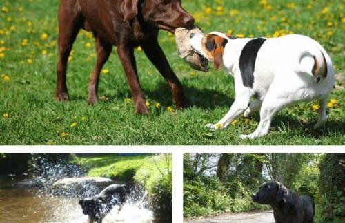 Watermill Cottages - 18th Century converted Mill 10 mins from beach - Foto 13